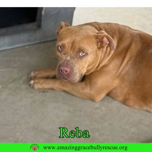 Reba (aka Dolly), Adult Female unknown