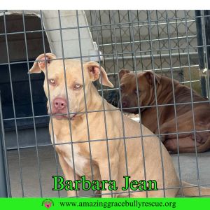 Barbara Jean (aka Honey), Adult Female unknown