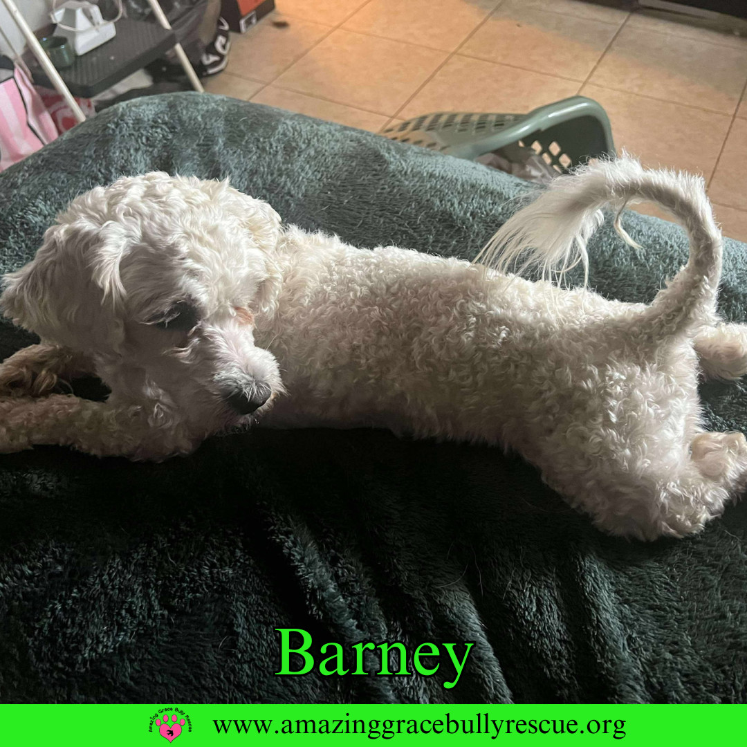 Barney