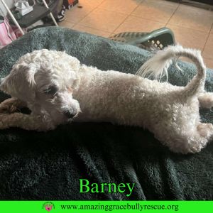 Barney, Adult Male unknown