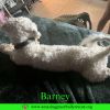 Barney photo 2