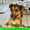Rosie photo 1