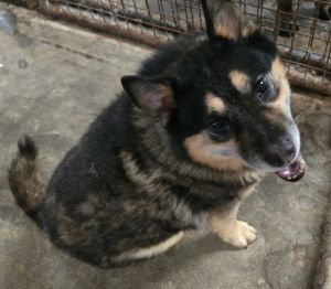 Ruby, Young Female unknown