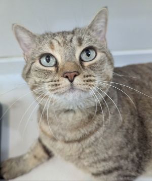 Miss Bennett, Adult Female unknown