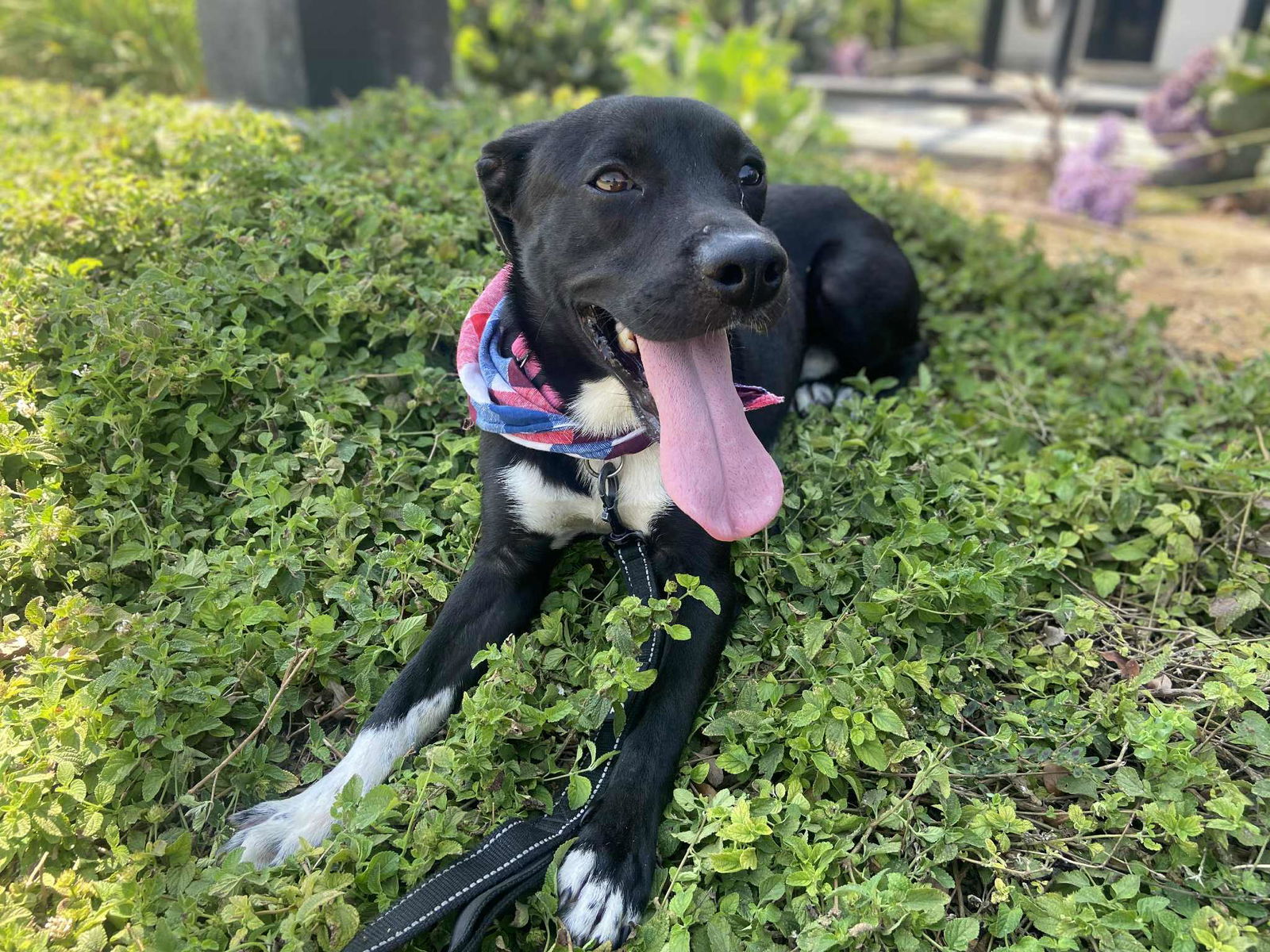 Baxter