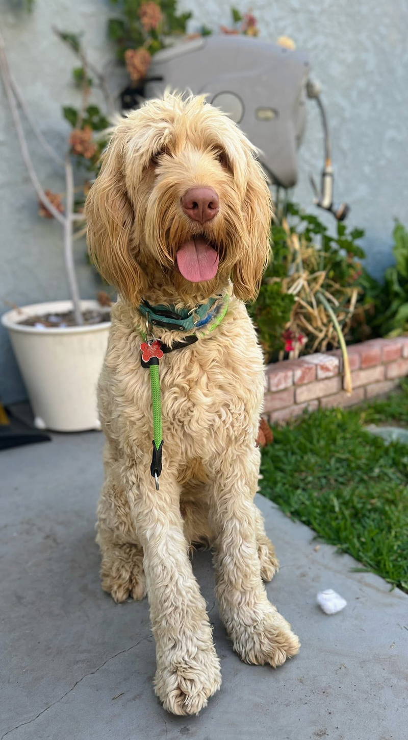 Scooby