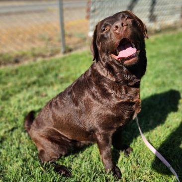 Delaney, an adoptable Labrador Retriever in Redding, CA, 96099 | Photo Image 1