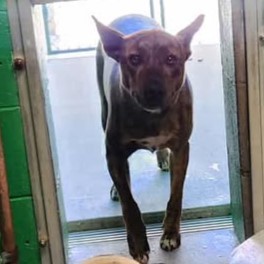 Vespa, an adoptable German Shepherd Dog in Redding, CA, 96099 | Photo Image 1