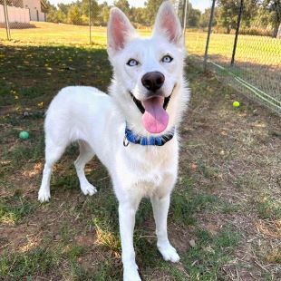 Kami, an adoptable Husky in Redding, CA, 96099 | Photo Image 1