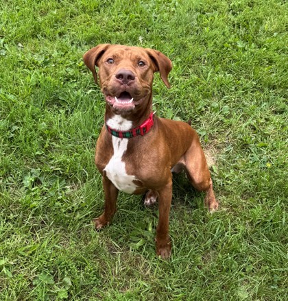 Marshall, an adoptable Labrador Retriever, Vizsla in Willmar, MN, 56201 | Photo Image 1