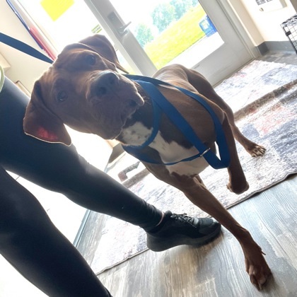 Marshall, an adoptable Labrador Retriever, Vizsla in Willmar, MN, 56201 | Photo Image 2