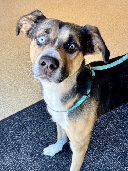 Max, an adoptable Siberian Husky, German Shepherd Dog in Harbor Springs, MI, 49740 | Photo Image 1