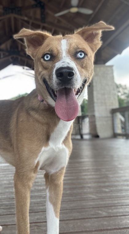 Elvis
