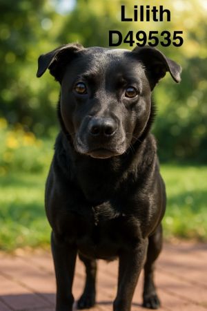 Dog for adoption - Gunner Dog, a Boxer Mix in Clarksville
