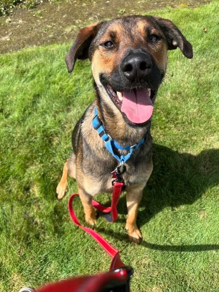 Boston, an adoptable German Shepherd Dog in Brookings, OR, 97415 | Photo Image 1