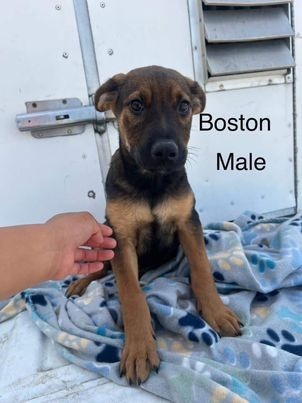 Boston, an adoptable German Shepherd Dog in Brookings, OR, 97415 | Photo Image 2