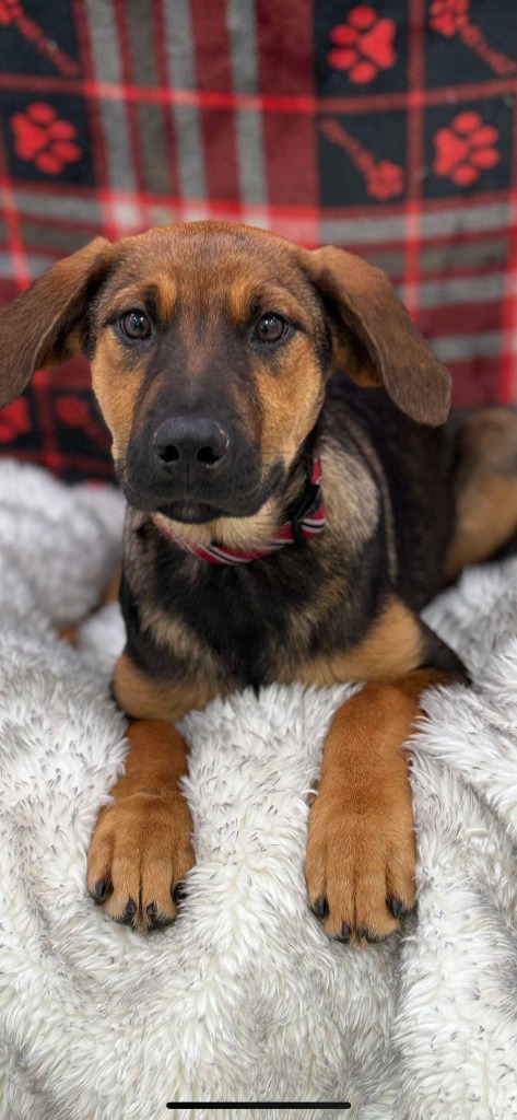 Boston, an adoptable German Shepherd Dog in Brookings, OR, 97415 | Photo Image 3