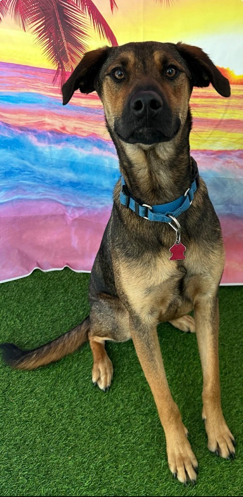 Boston, an adoptable German Shepherd Dog in Brookings, OR, 97415 | Photo Image 5
