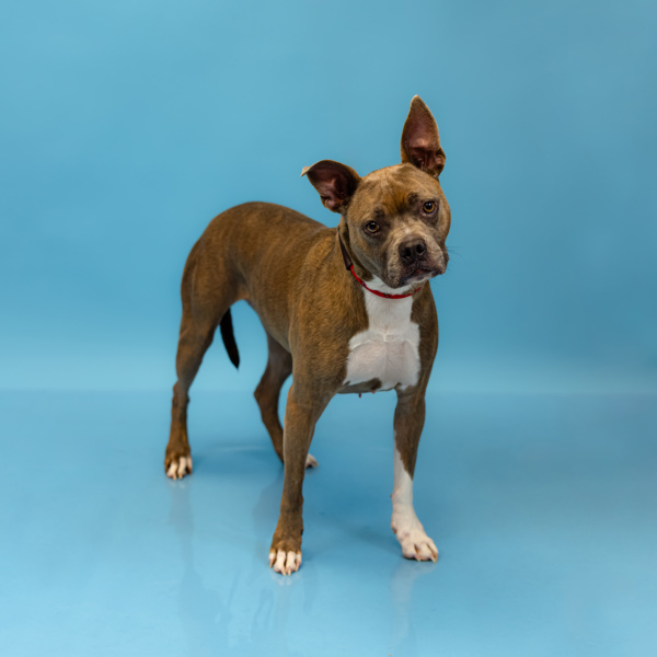 Dog for adoption - Pen 126 Peaches, a Pit Bull Terrier Mix