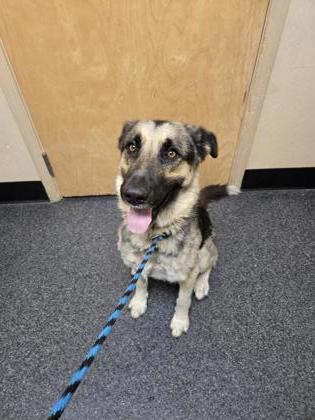 Adopt Astro