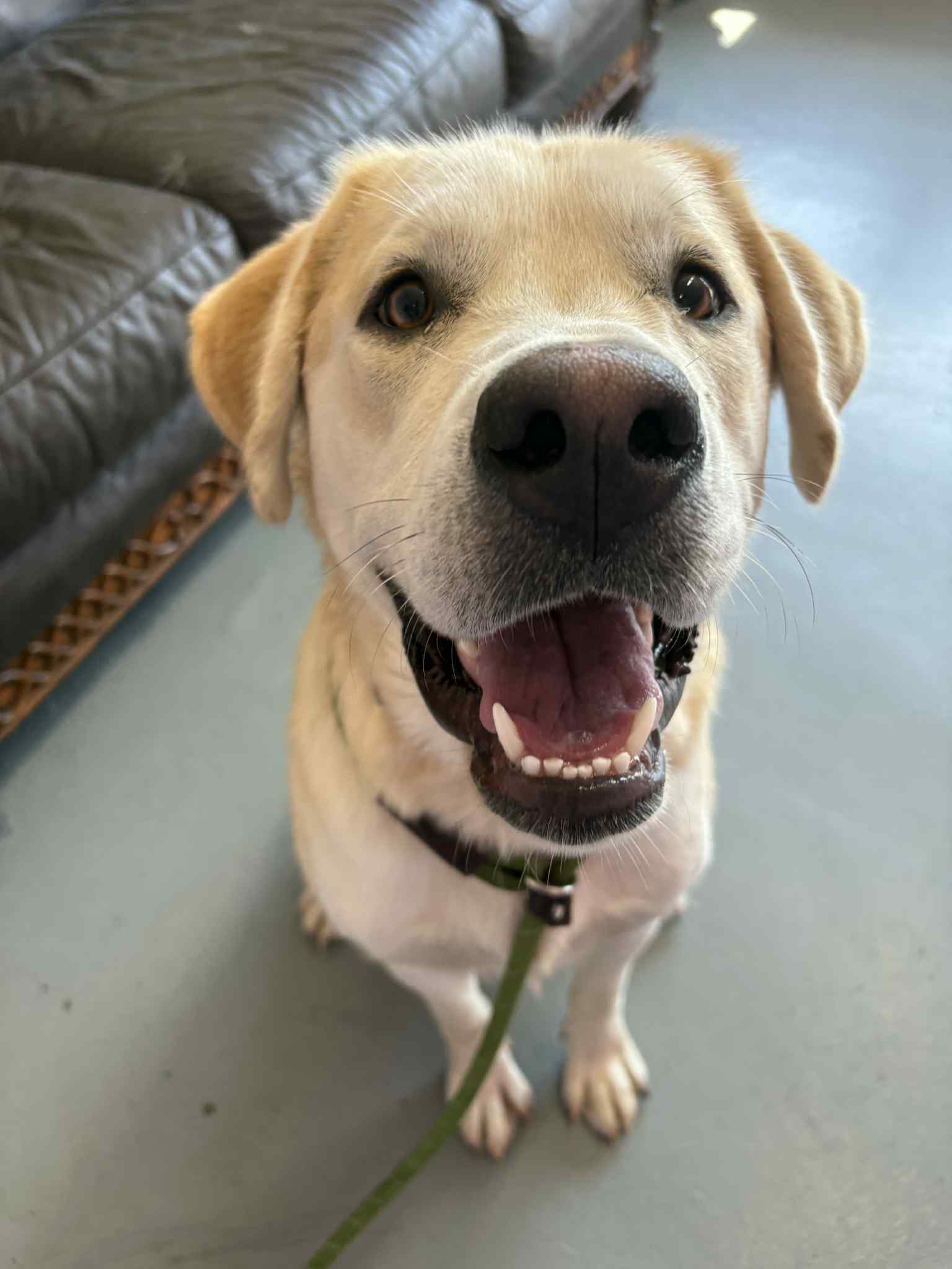 Dewey