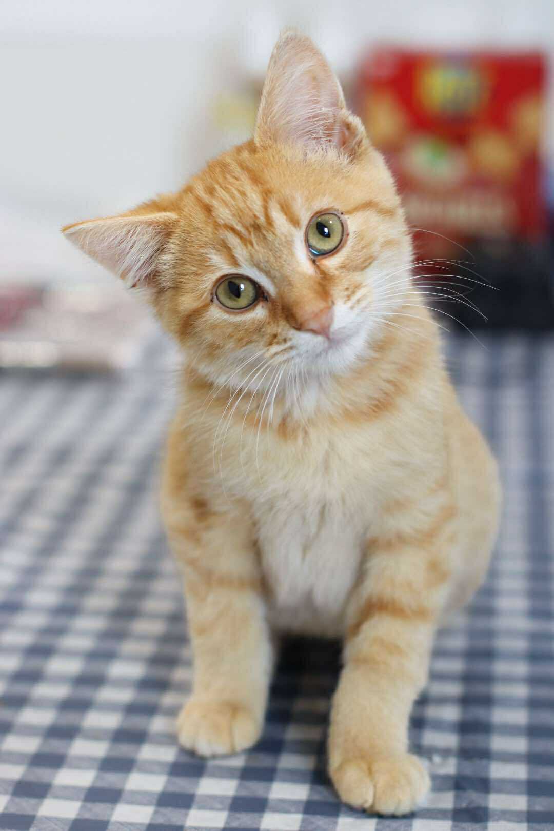 Tipsy, an adoptable Domestic Short Hair in Steinbach, MB, R5G 2B2 | Photo Image 2