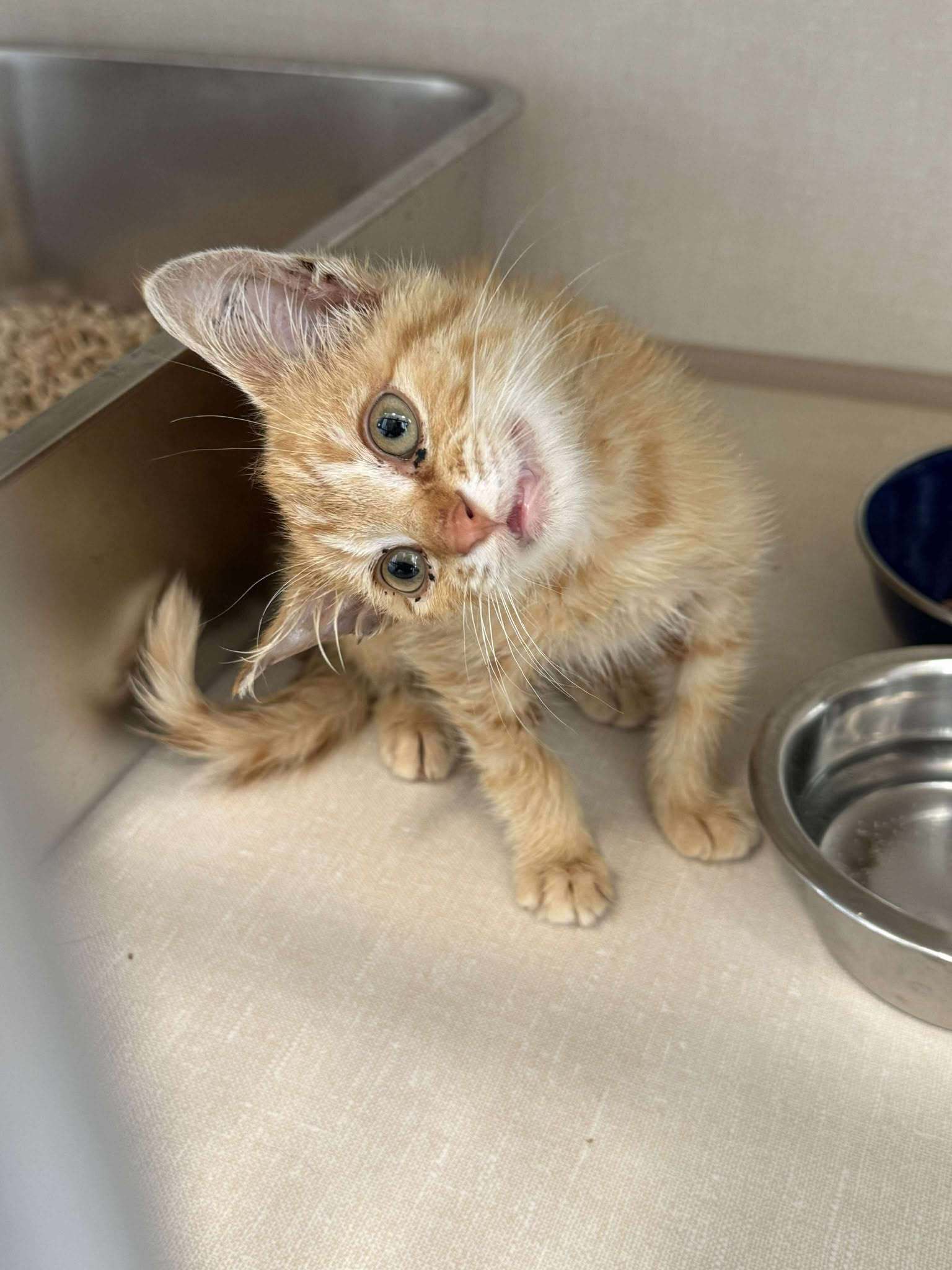 Tipsy, an adoptable Domestic Short Hair in Steinbach, MB, R5G 2B2 | Photo Image 5