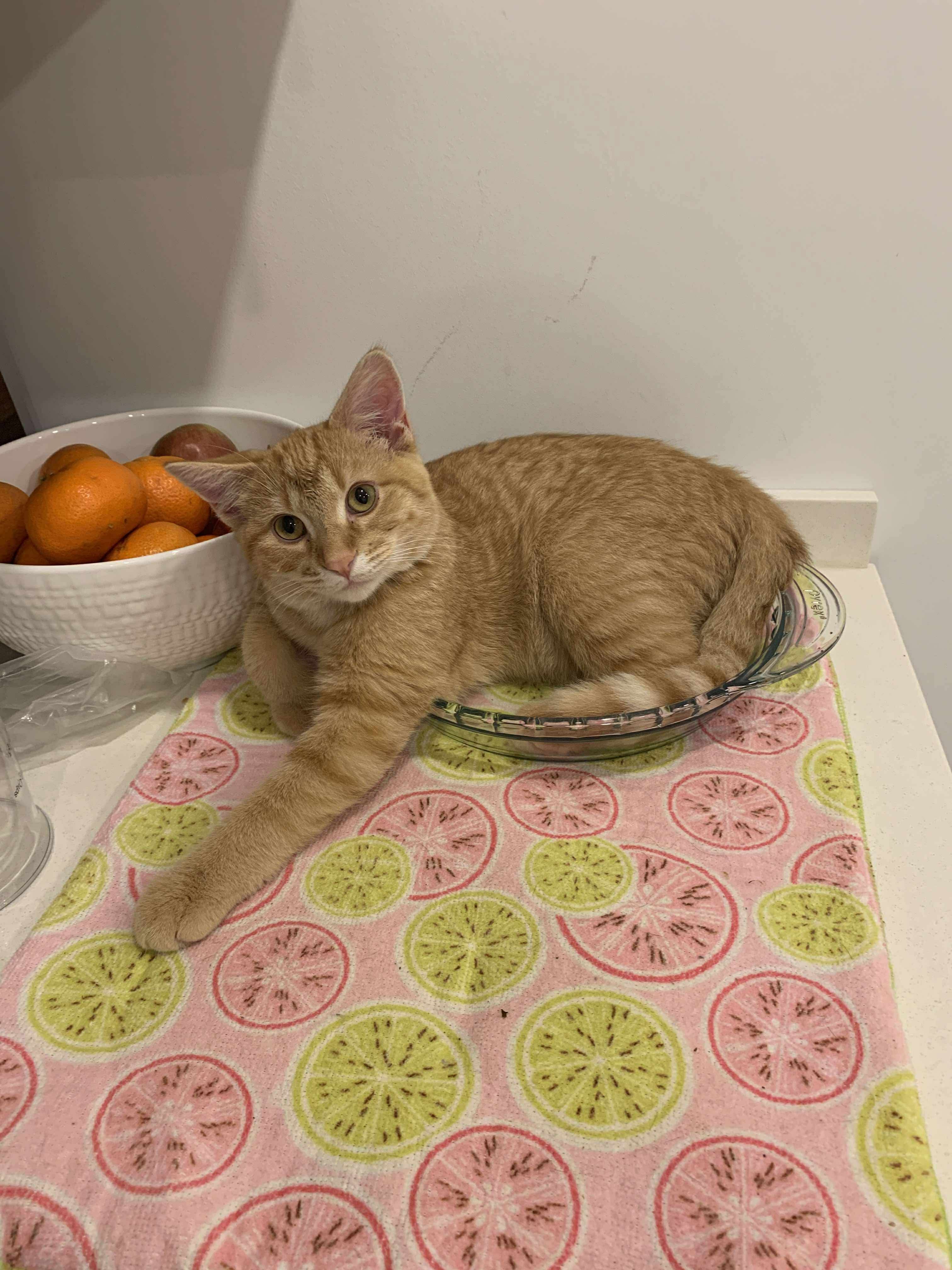 Tipsy, an adoptable Domestic Short Hair in Steinbach, MB, R5G 2B2 | Photo Image 6