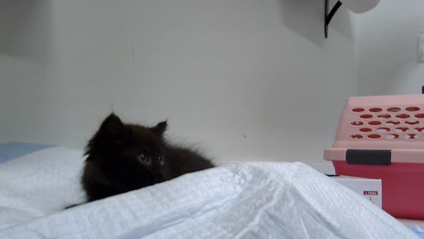 Bianca thumbnail 6