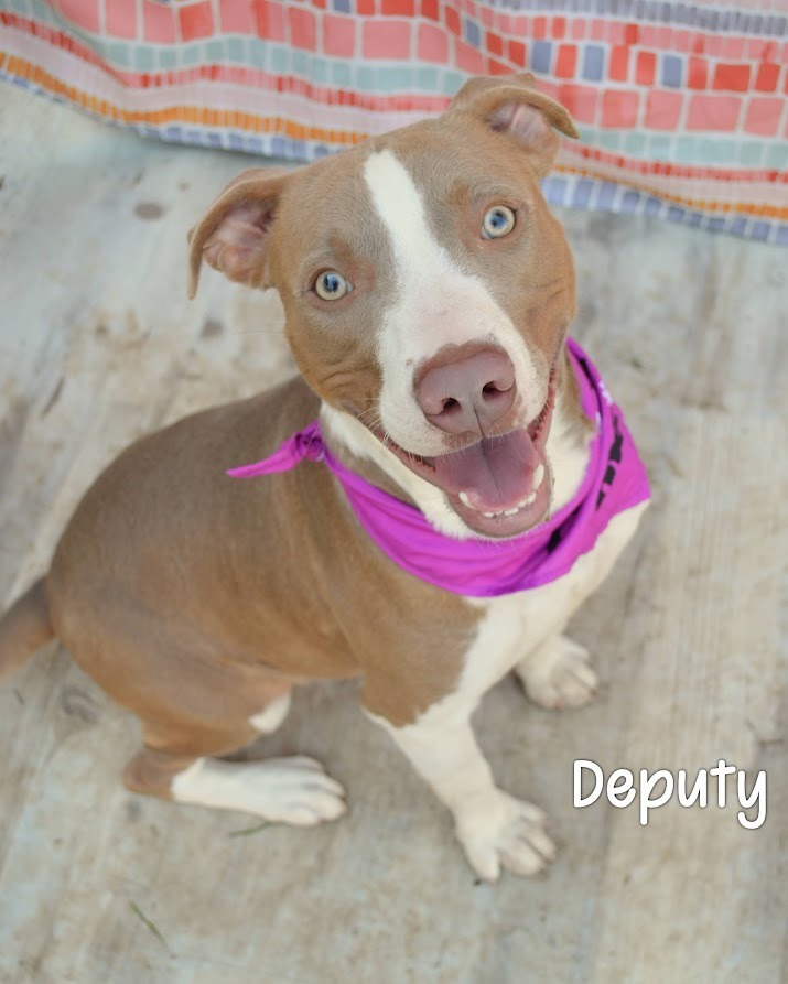 Deputy