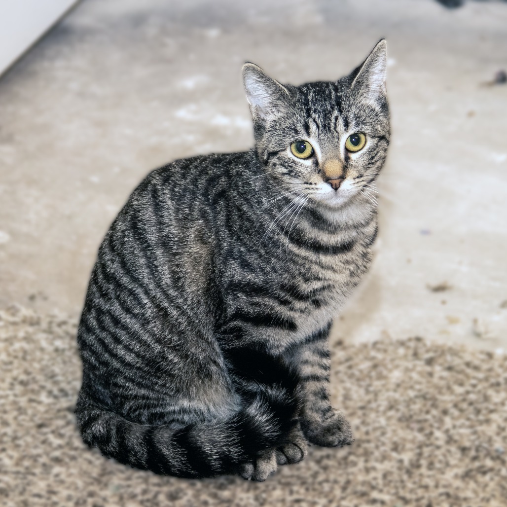 Pipsqueak, an adoptable Domestic Short Hair in Wichita, KS, 67208 | Photo Image 1
