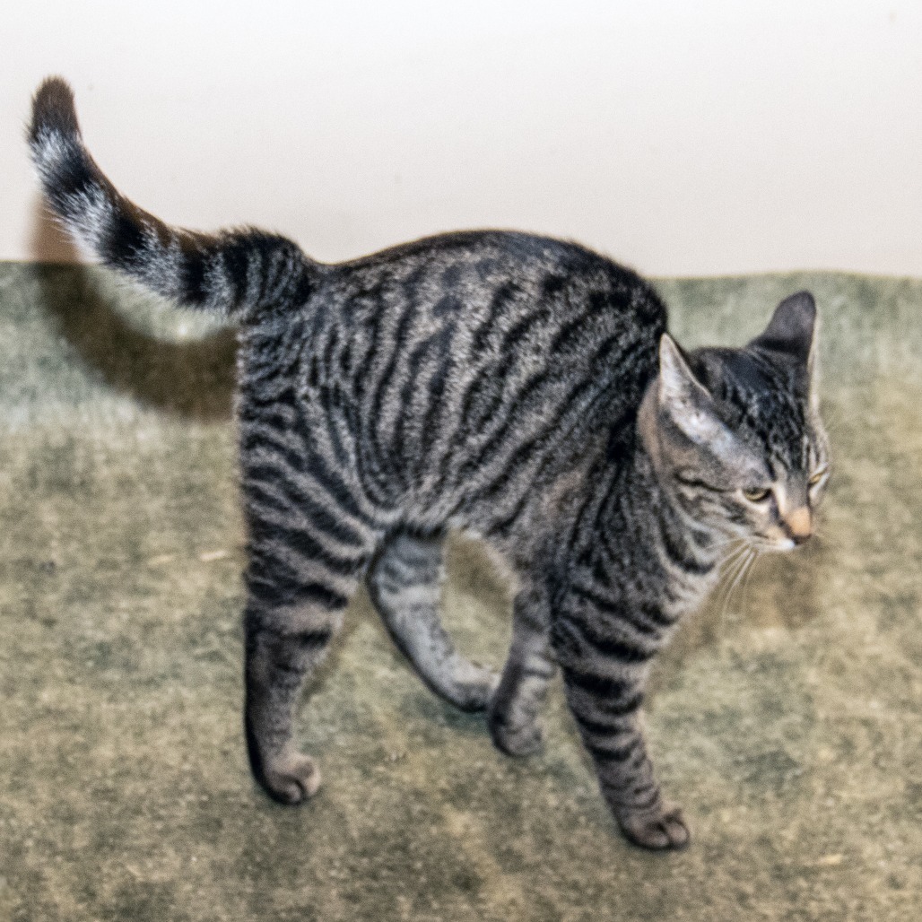 Pipsqueak, an adoptable Domestic Short Hair in Wichita, KS, 67208 | Photo Image 2