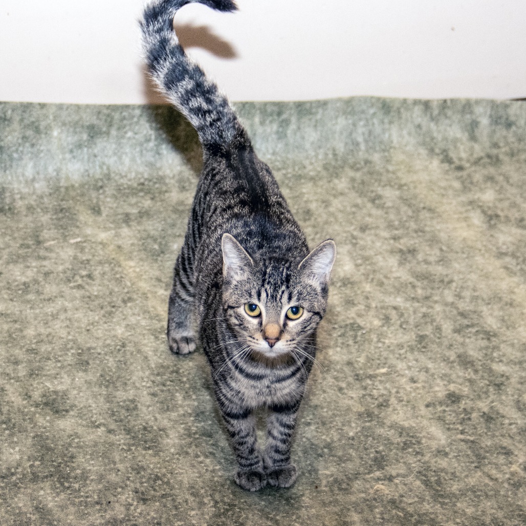 Pipsqueak, an adoptable Domestic Short Hair in Wichita, KS, 67208 | Photo Image 3