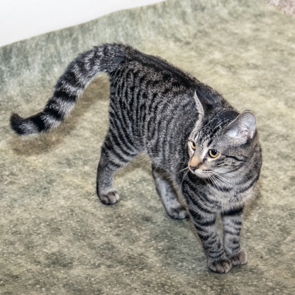 Pipsqueak, an adoptable Domestic Short Hair in Wichita, KS, 67208 | Photo Image 4