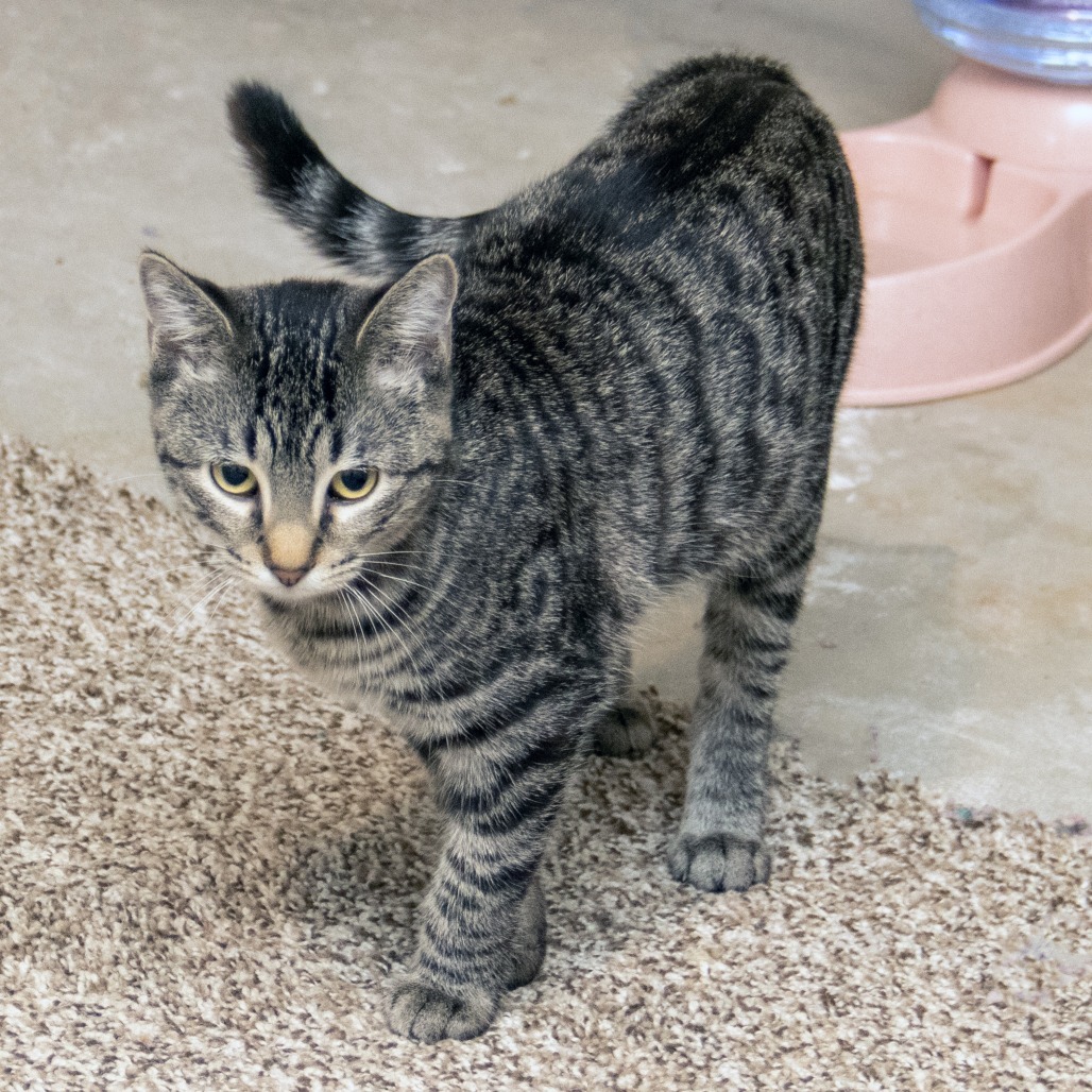 Pipsqueak, an adoptable Domestic Short Hair in Wichita, KS, 67208 | Photo Image 5