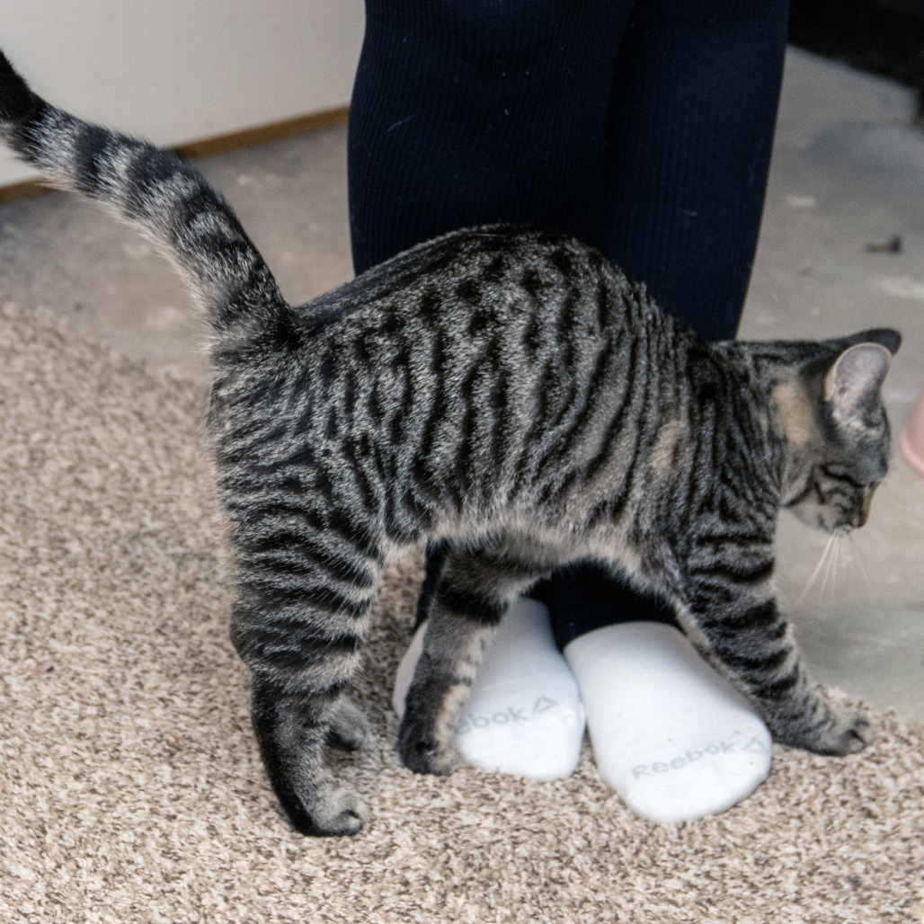 Pipsqueak, an adoptable Domestic Short Hair in Wichita, KS, 67208 | Photo Image 6