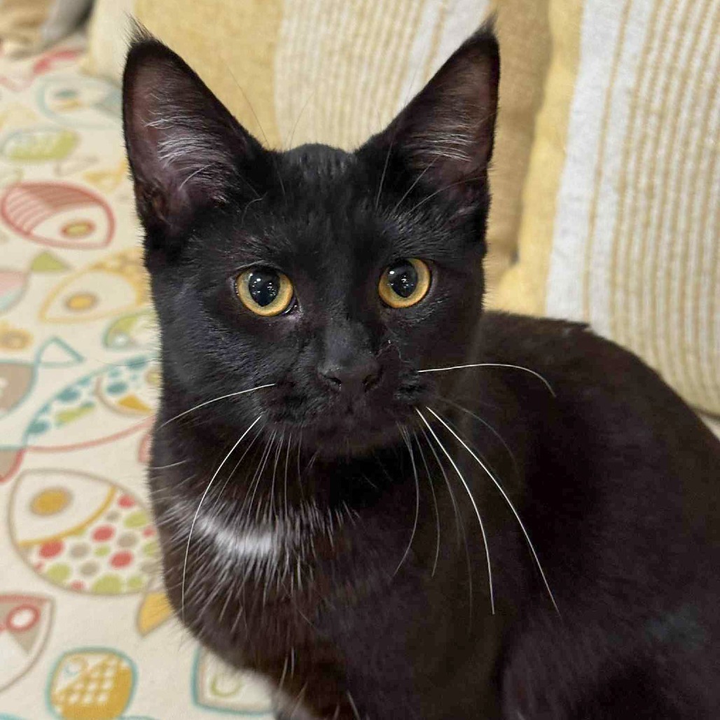 Noelle, an adoptable Domestic Short Hair in Wichita, KS, 67208 | Photo Image 1