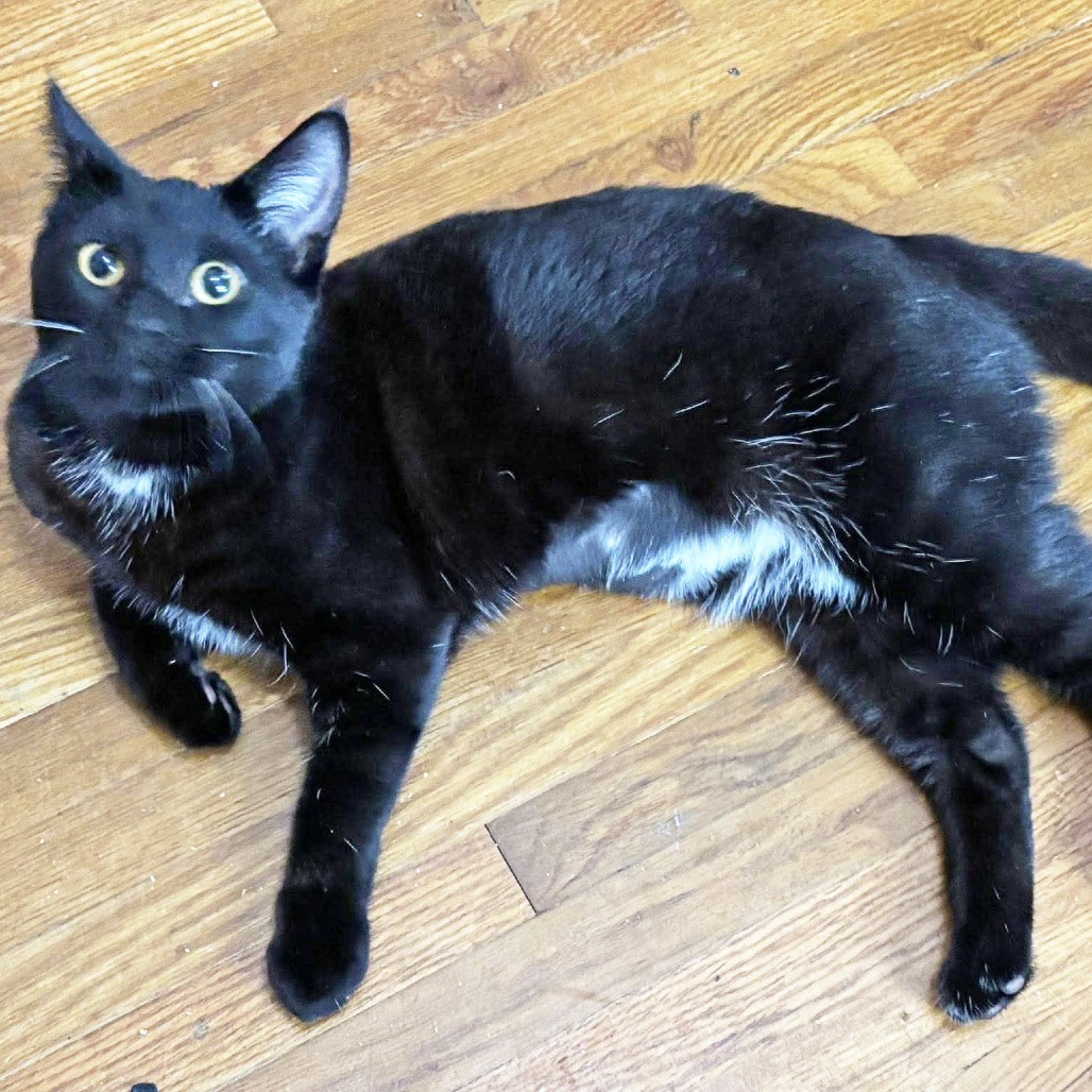 Noelle, an adoptable Domestic Short Hair in Wichita, KS, 67208 | Photo Image 2