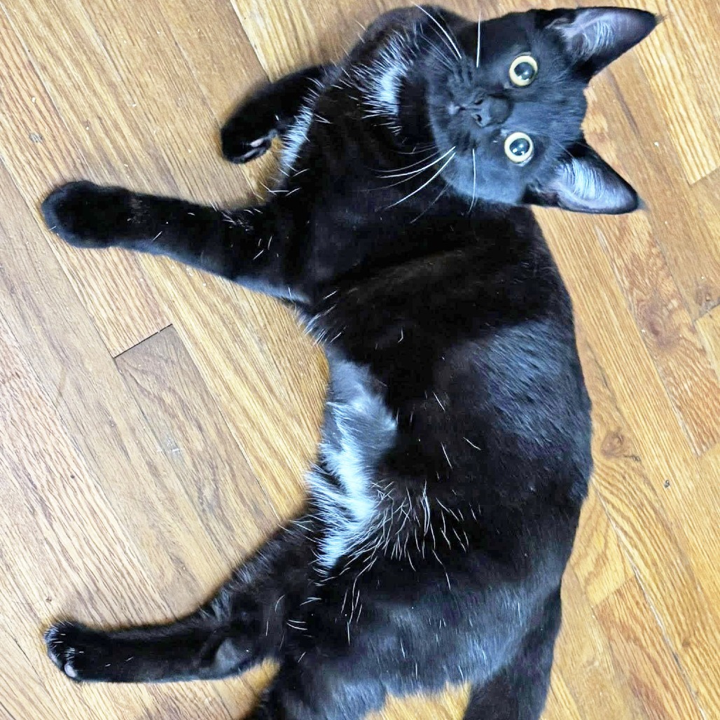 Noelle, an adoptable Domestic Short Hair in Wichita, KS, 67208 | Photo Image 3