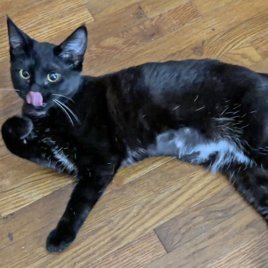 Noelle, an adoptable Domestic Short Hair in Wichita, KS, 67208 | Photo Image 4