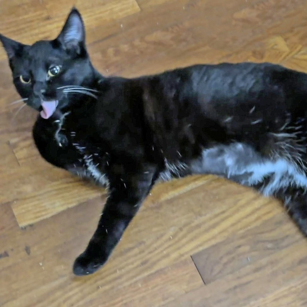 Noelle, an adoptable Domestic Short Hair in Wichita, KS, 67208 | Photo Image 5