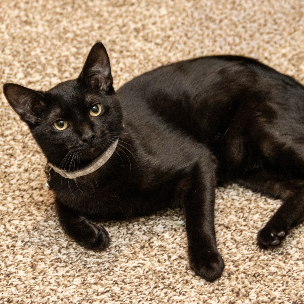 Abu, an adoptable Domestic Short Hair in Wichita, KS, 67208 | Photo Image 1