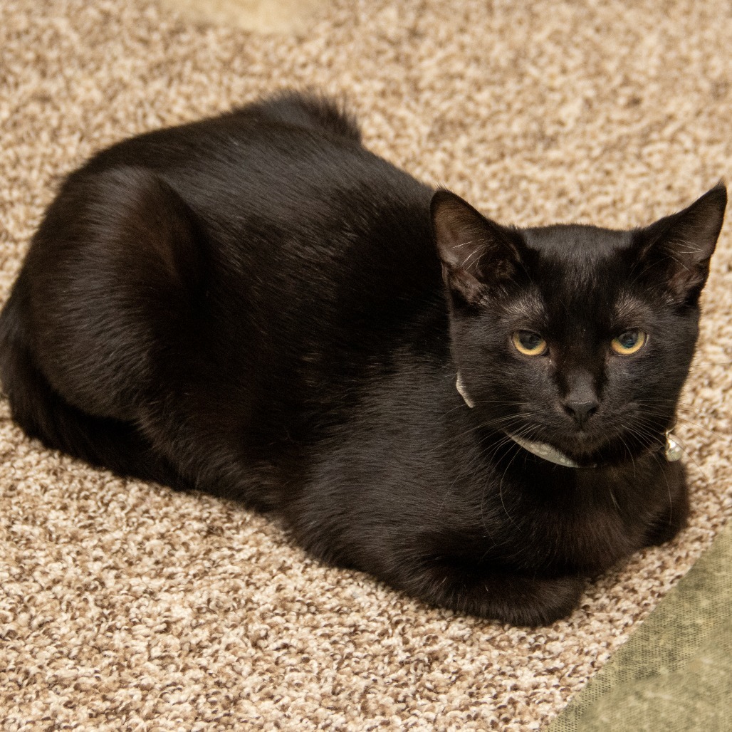 Abu, an adoptable Domestic Short Hair in Wichita, KS, 67208 | Photo Image 2