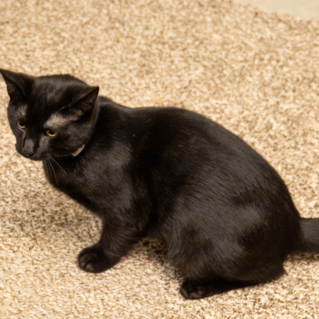 Abu, an adoptable Domestic Short Hair in Wichita, KS, 67208 | Photo Image 3