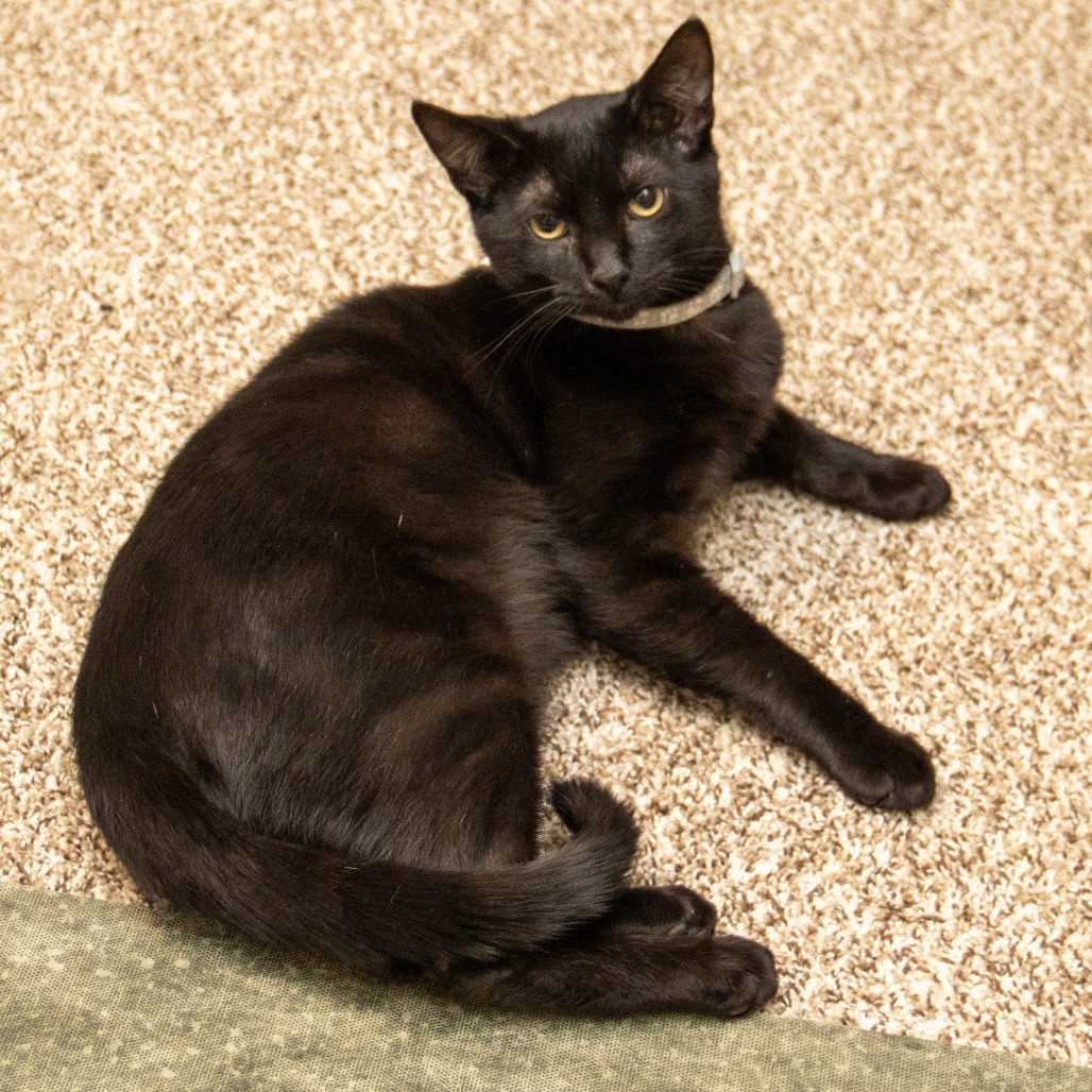 Abu, an adoptable Domestic Short Hair in Wichita, KS, 67208 | Photo Image 4
