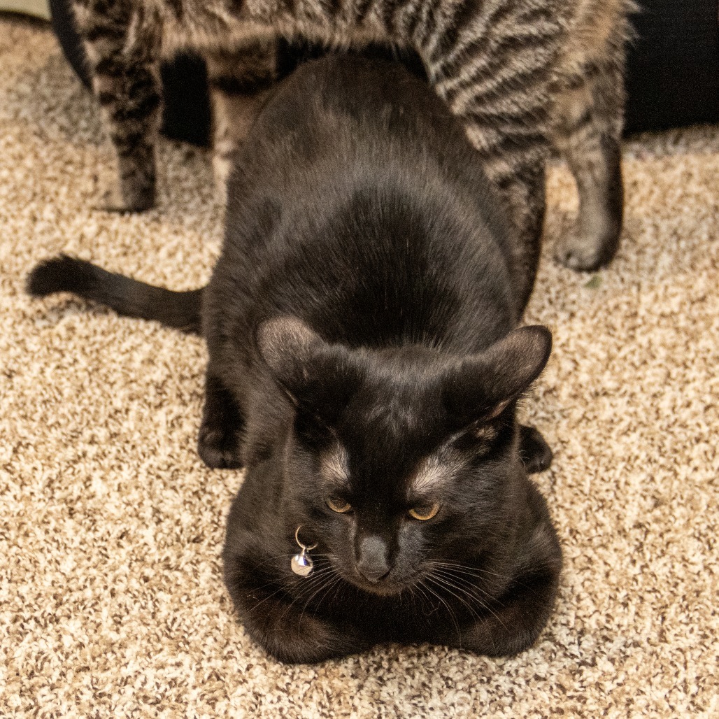 Abu, an adoptable Domestic Short Hair in Wichita, KS, 67208 | Photo Image 5