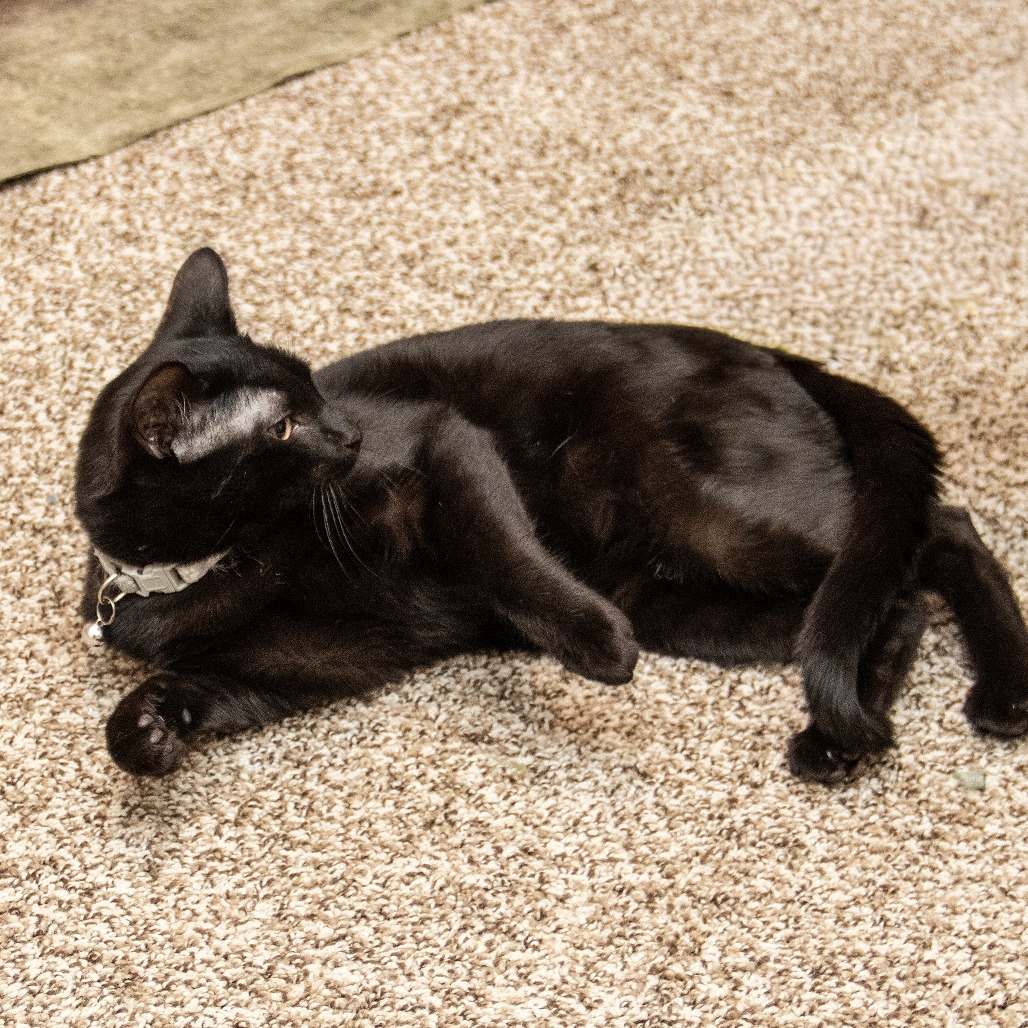 Abu, an adoptable Domestic Short Hair in Wichita, KS, 67208 | Photo Image 6