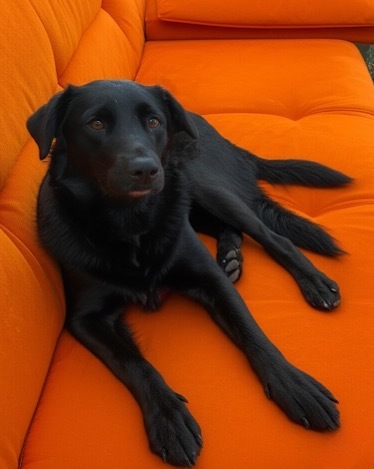 Bella