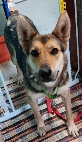 Ash, an adoptable German Shepherd Dog in Crandon, WI, 54520 | Photo Image 1