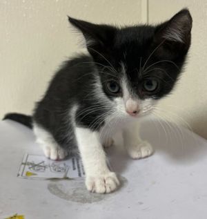 Watson, Baby Male unknown